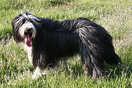 Gloria