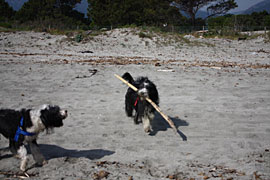 Strand-von-Biguglia