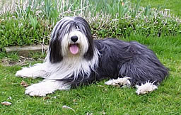 Bearded Collies Buchempfehlungen