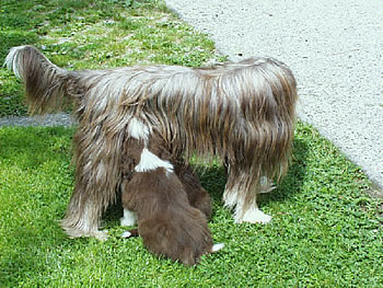 Sheila mit Welpen