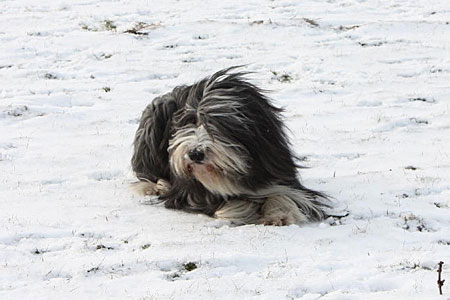 ... doch kein Seehund